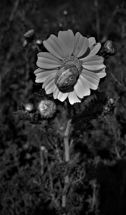 אלכס זויתן | Alex Zavitan - Analog  photo on photo paper. 1/5 pcs, 70 by 50 cm