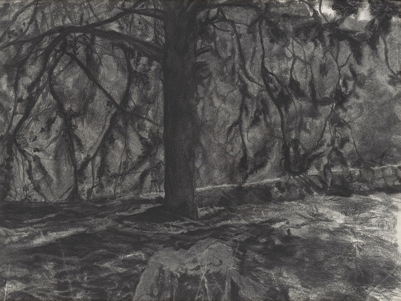 אילת פולק | Ayelet Polak, A tree, Charcoal on paper, 50 by 60 cm