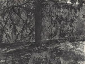 אילת פולק | Ayelet Polak, A tree, Charcoal on paper, 50 by 60 cm