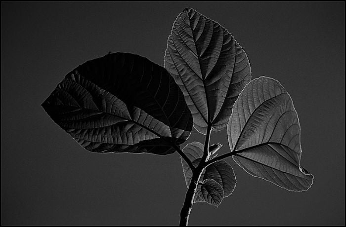 אלכס זויתן | Alex Zavitan -  Analog  photo on photo paper. 1/5 pcs, 50 by 70 cm