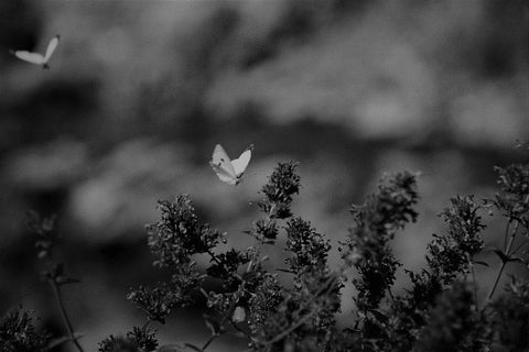 אלכס זויתן | Alex Zavitan -  Analog  photo on photo paper. 1/5 pcs, 50 by 70 cm